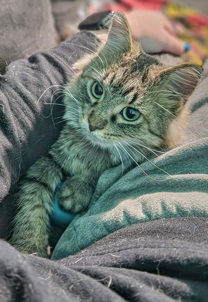Darling Dixie / Mister FIV+