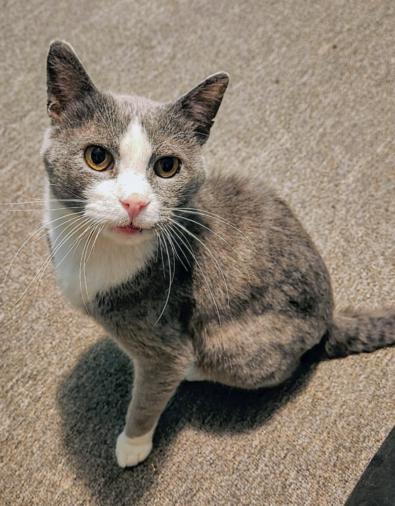 Darling Dixie / Mister FIV+
