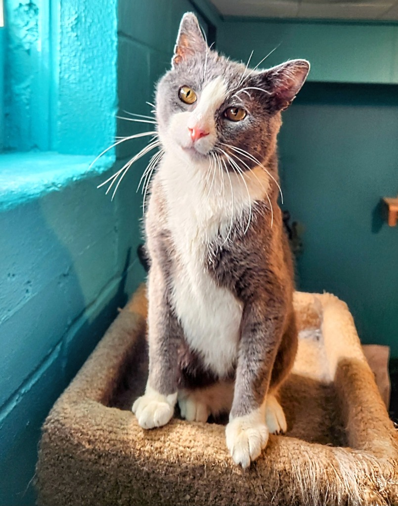 Darling Dixie / Mister FIV+