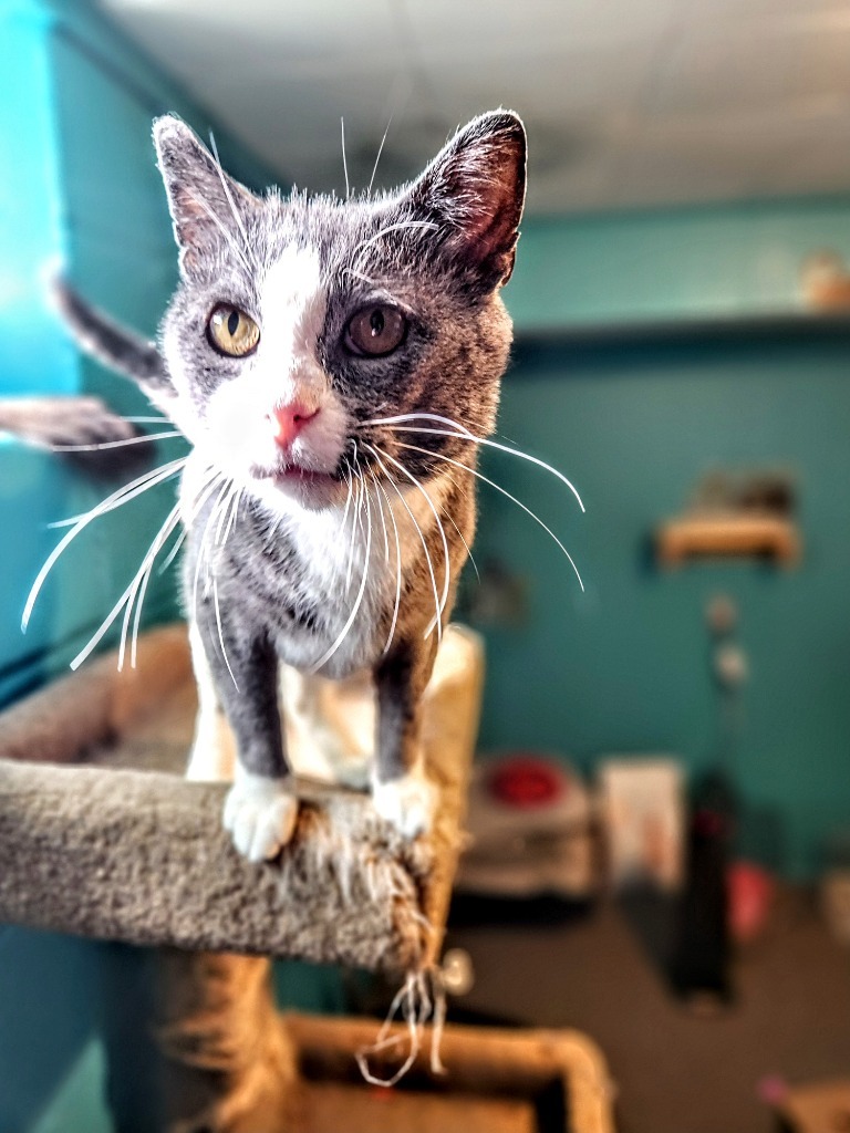 Darling Dixie / Mister FIV+