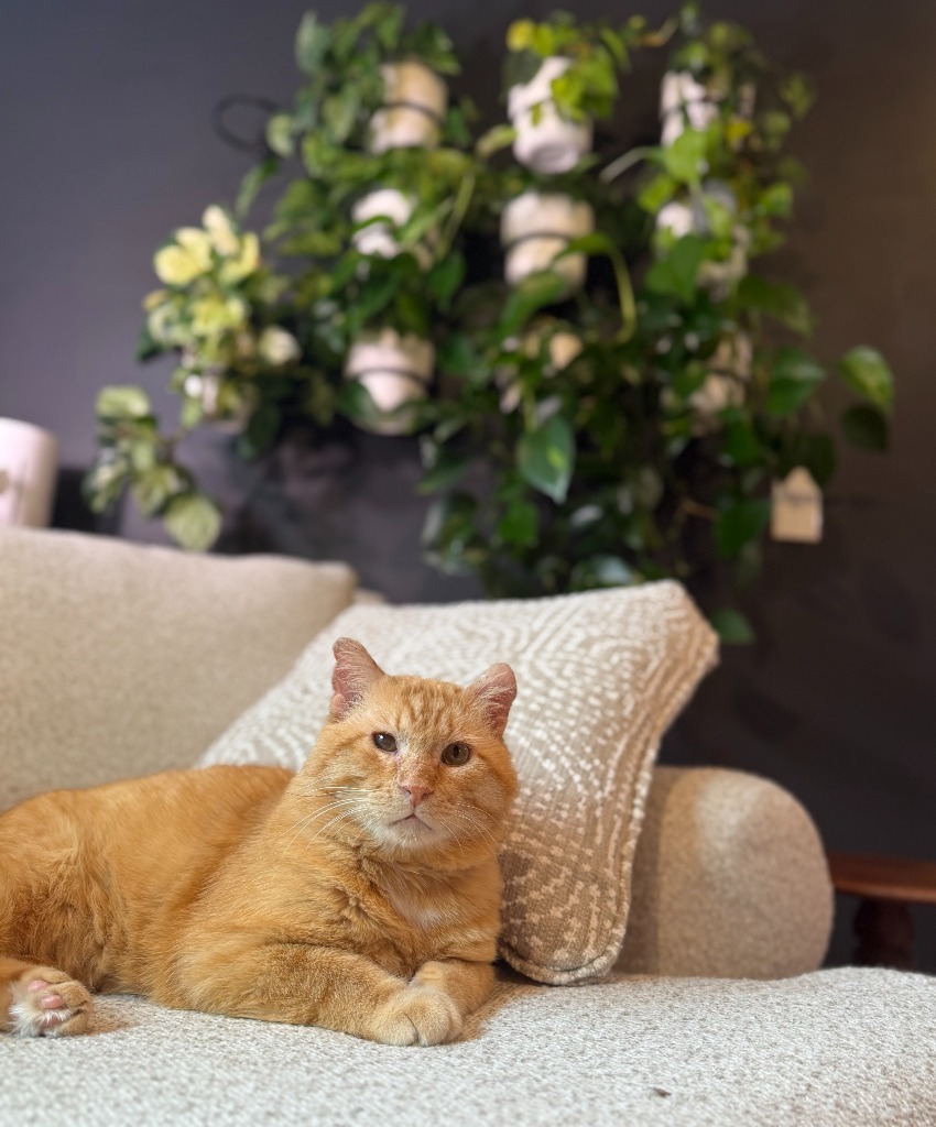 Timber (FIV+-Pending Adoption)