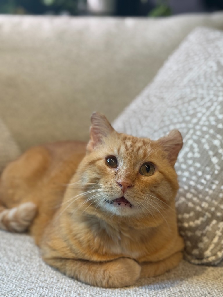 Timber (FIV+-Pending Adoption)