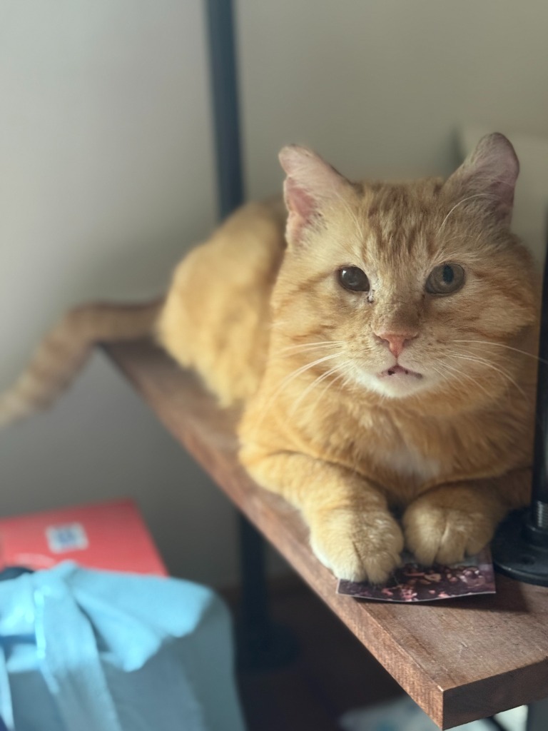 Timber (FIV+-Pending Adoption)