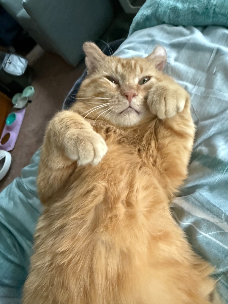 Timber (FIV+-Pending Adoption)