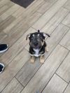 Big Dog