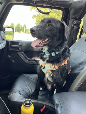 Wilson OS Garfield, Young Male Terrier