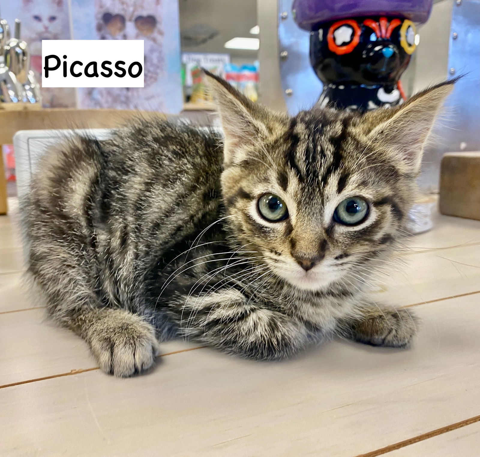 CAT - PICASSO