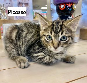 CAT - PICASSO, Baby Male Domestic Short Hair