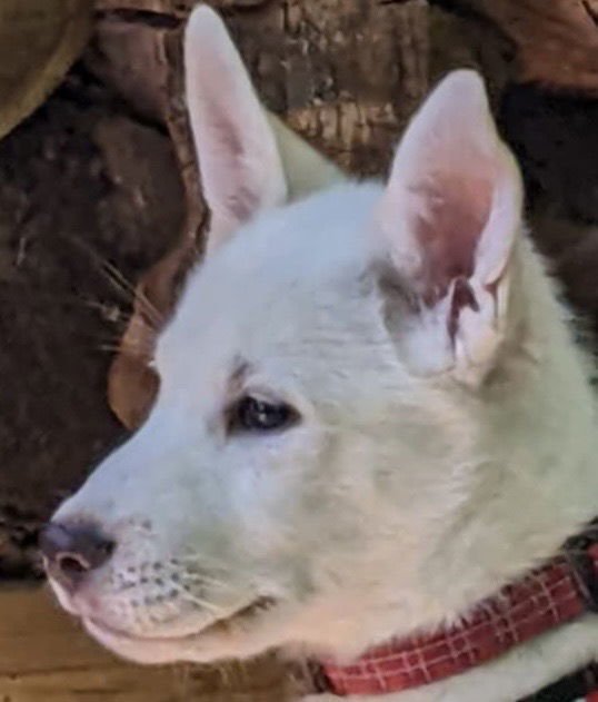 ZOUT, an adoptable Husky, Yellow Labrador Retriever in Minesing, ON, L9X 0C2 | Photo Image 1