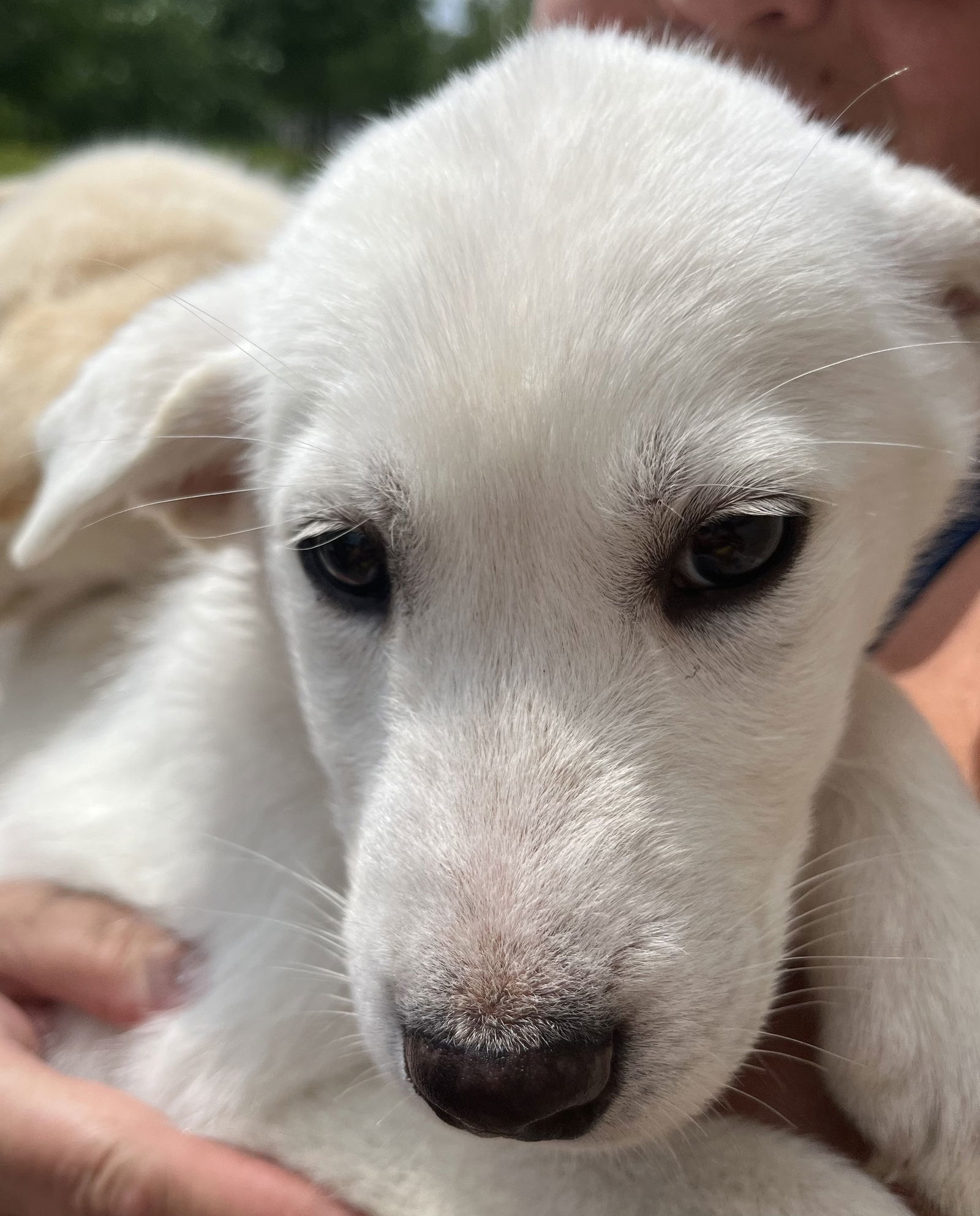 ZOUT, an adoptable Husky, Yellow Labrador Retriever in Minesing, ON, L9X 0C2 | Photo Image 2