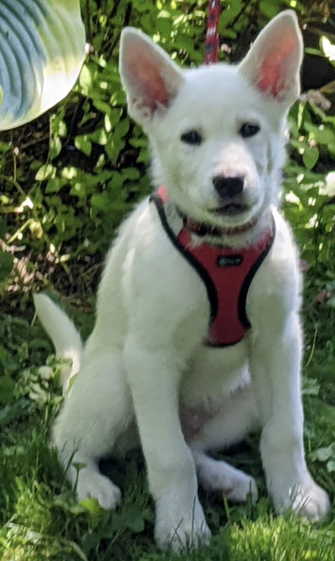 ZOUT, an adoptable Husky, Yellow Labrador Retriever in Minesing, ON, L9X 0C2 | Photo Image 3