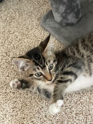 Snickers Domestic Short Hair Cat
