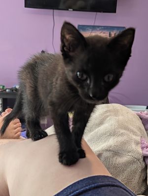 Swirl Domestic Short Hair Cat