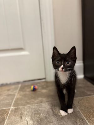 Hansel Domestic Short Hair Cat