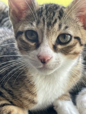 Jellybean Domestic Short Hair Cat