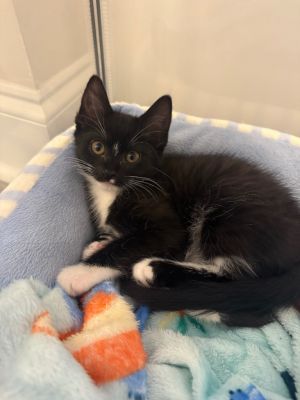 Gretel Domestic Short Hair Cat