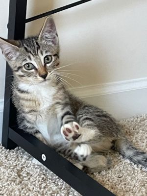 Hershey is a girl whos playful curious and always on the move Shes quick to investigate new thi
