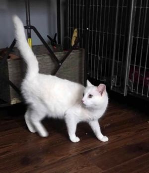 I am very beautiful and sweet Beautiful Solid white Girl I would love to find my forever homeAll