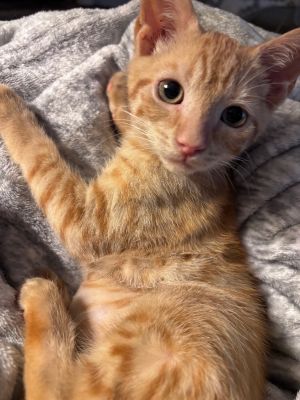 Amira is a rare female golden tabby She is a calm baby that loves other cats and small dogs She