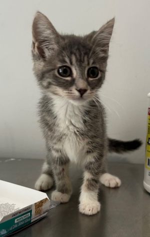 I am very cute and sweet Please give me a forever homeAll adopters must be  21 years old live