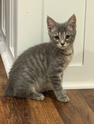 I am very cute and sweet Adopt me todayAll adopters must be  21 years old live in a place