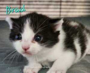 Brad, Baby Male Domestic Short Hair