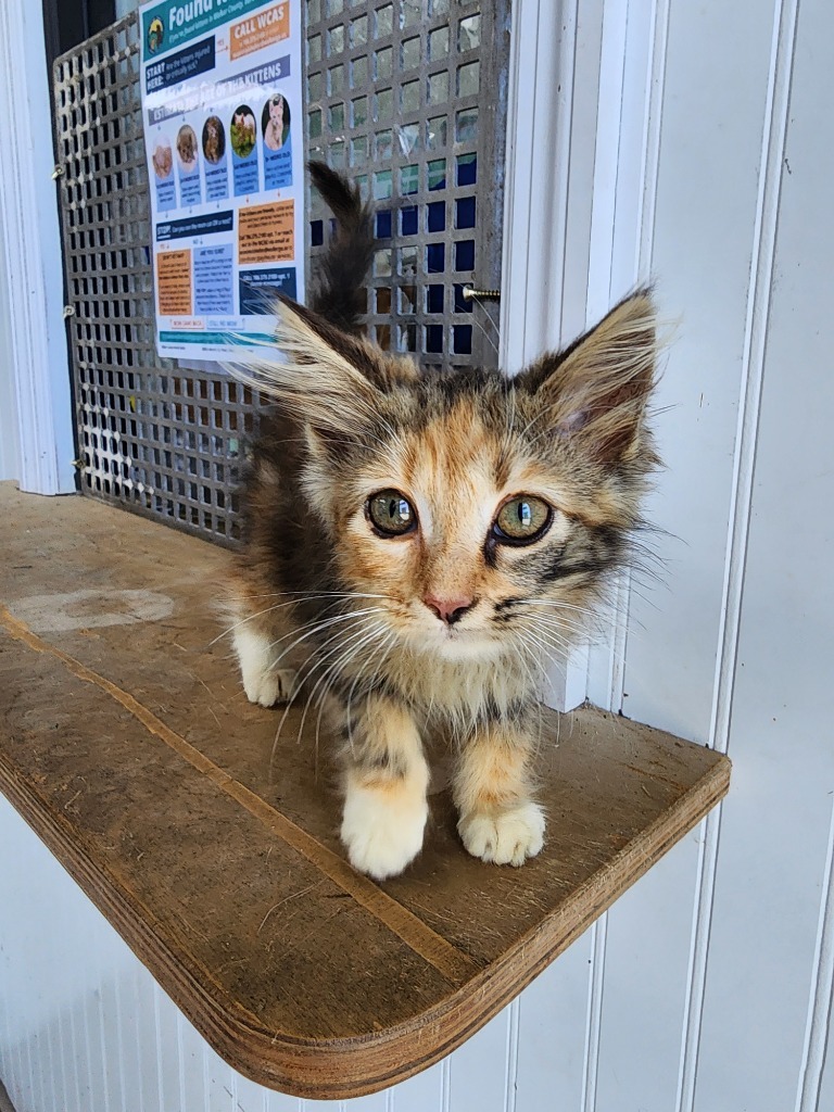 Pinto Beans - Adoptable