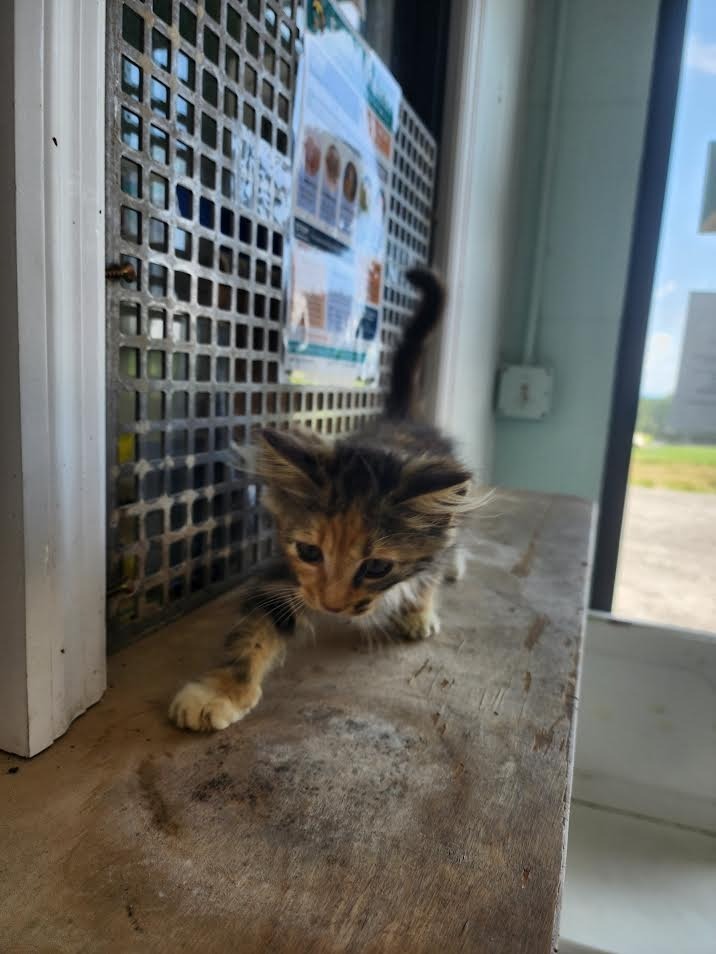 Pinto Beans - Adoptable