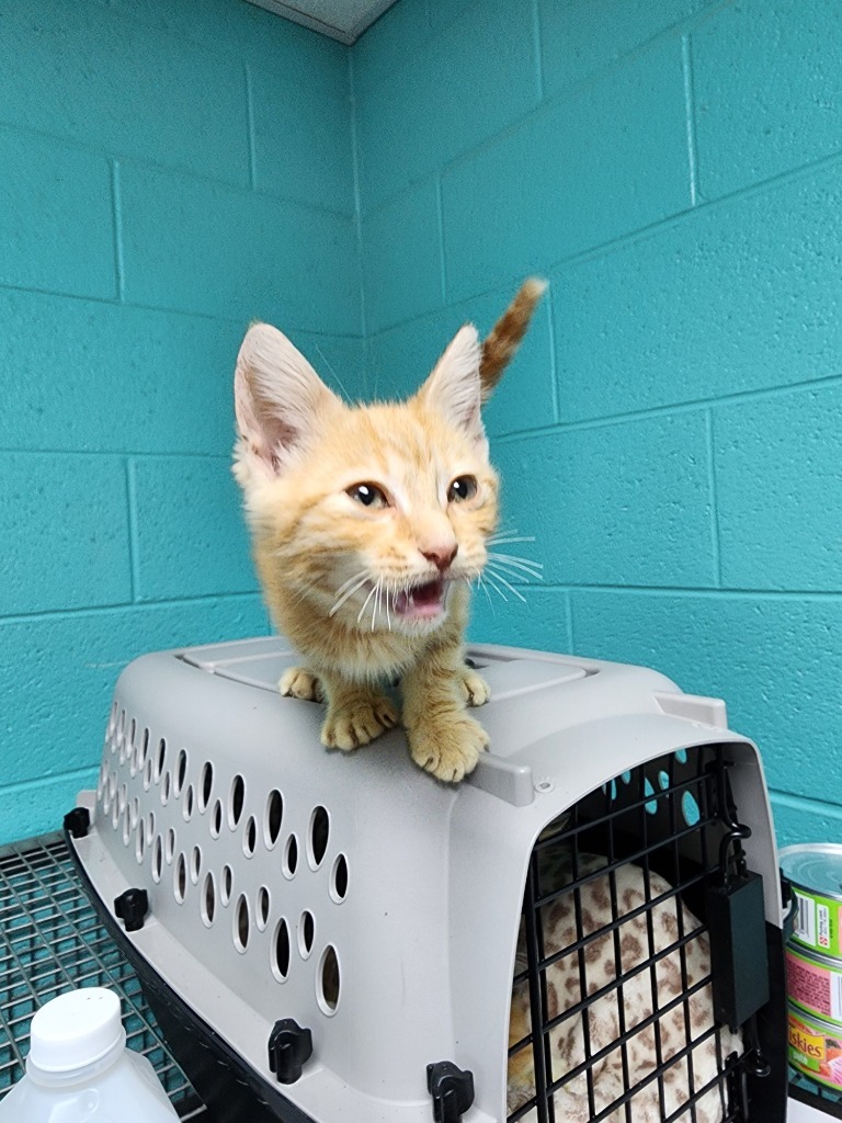 Cornbread - Adoptable