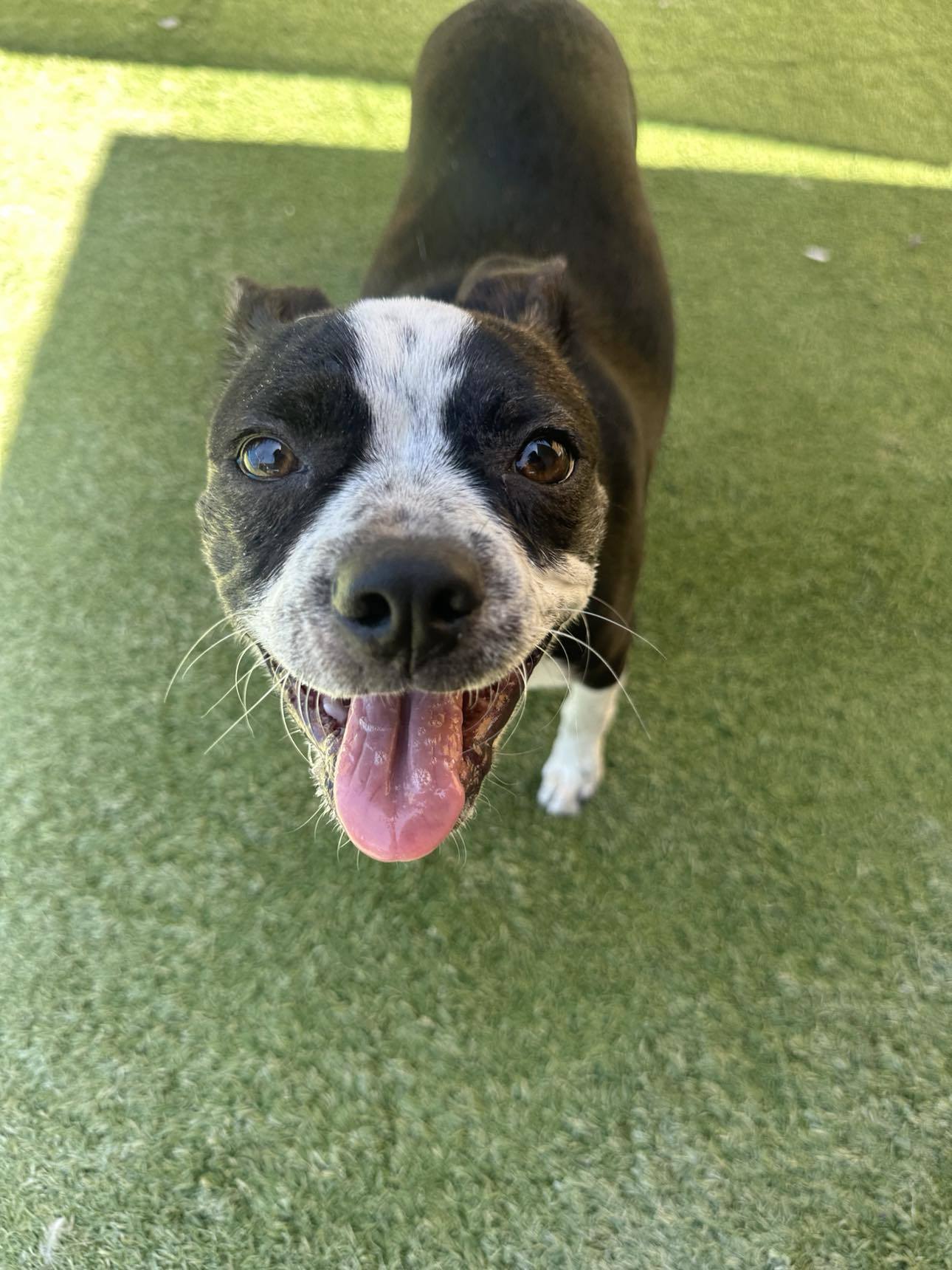 Daphne