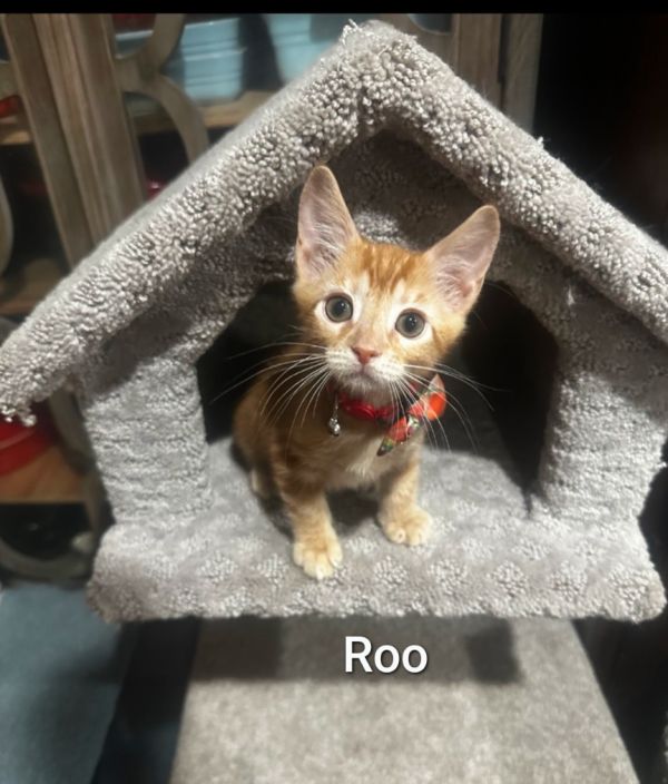 Roo