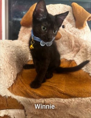 Winnie, Baby Female Domestic Short Hair