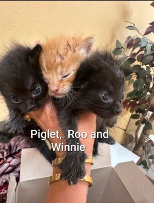 Piglet, Baby Female Domestic Short Hair