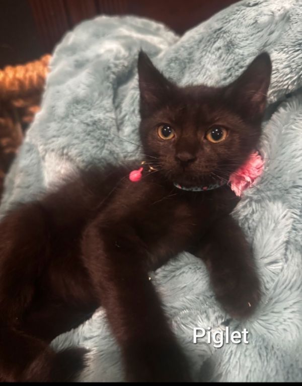 Piglet