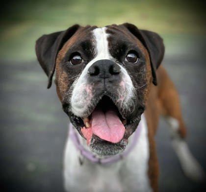 Piper