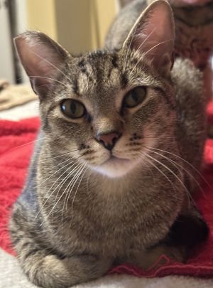 Zeldo Tabby Cat