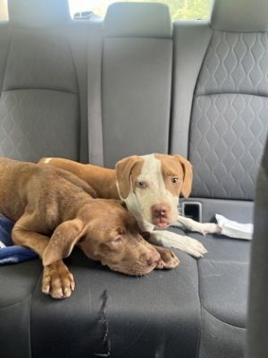 Lady, Baby Female Pit Bull Terrier