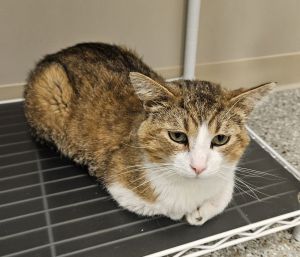 Dexter, Adult Male Tabby