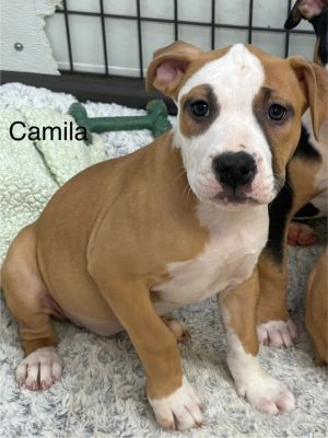 Camilla, Baby Female Boxer