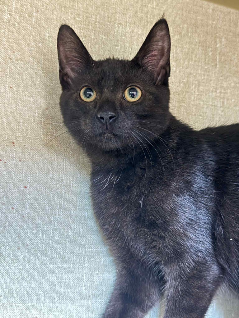 Black Bean