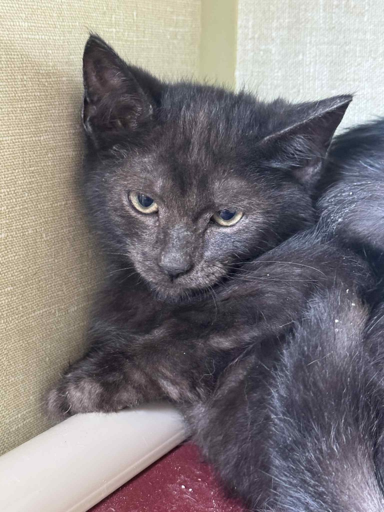 Black Bean