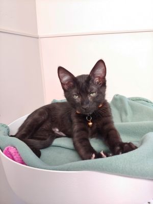 Full Moon Domestic Short Hair Cat