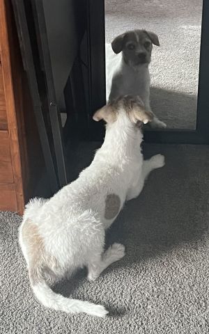 Talia, Baby Female Terrier