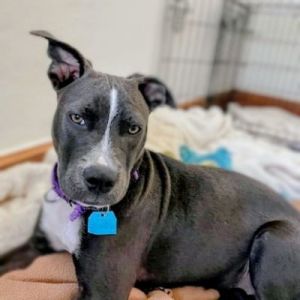 Pomegranate, Baby Female Pit Bull Terrier