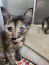 Kitten Cassette photo 2