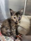 Kitten Cassette photo 3