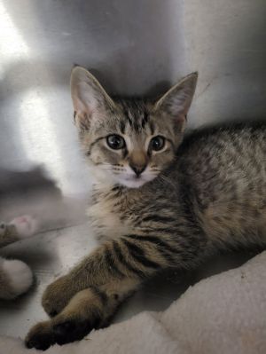 Kitten Plum, Baby Female Domestic Short Hair