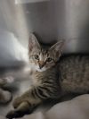 Kitten Plum photo 2