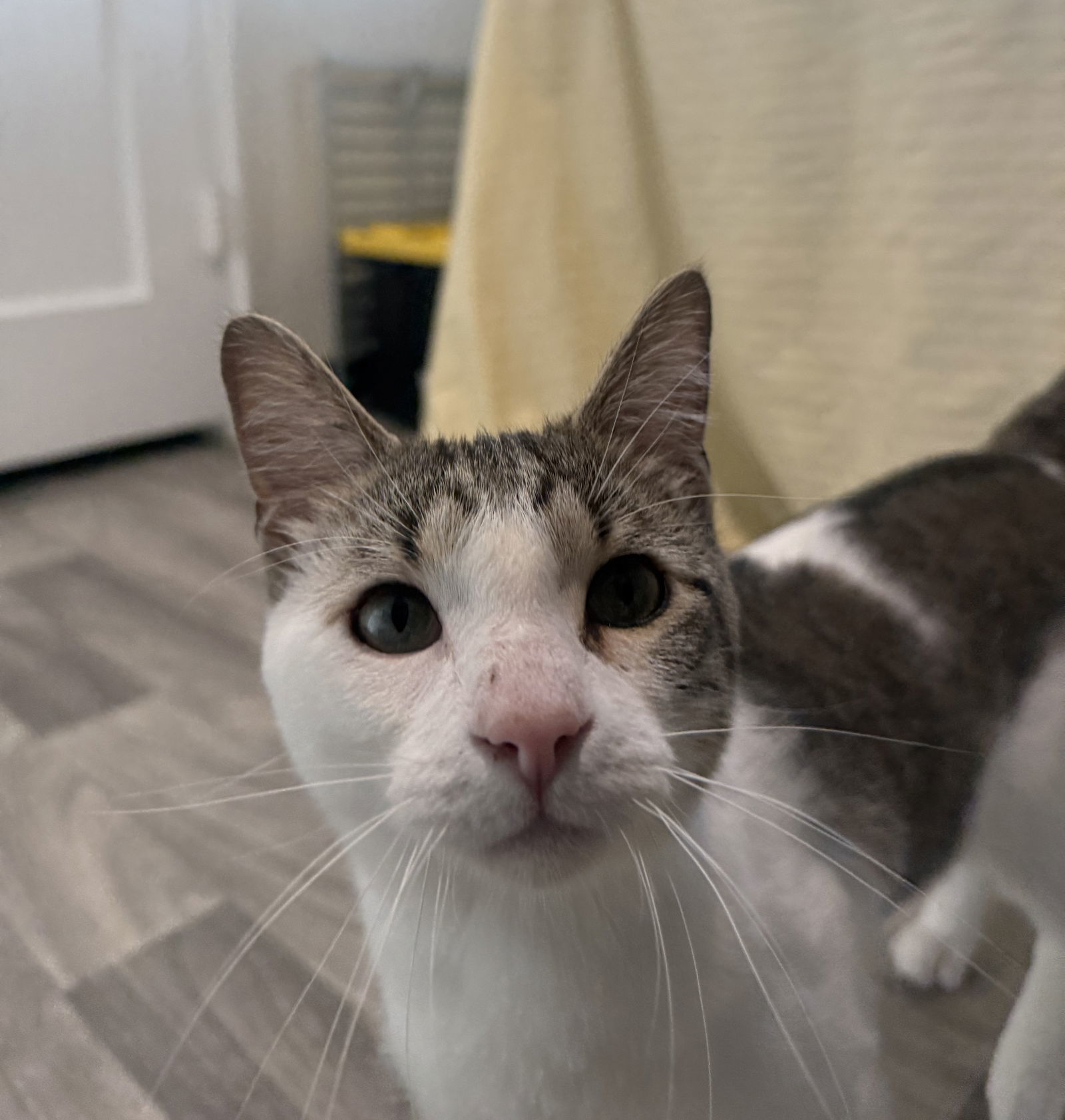 Bubba Duke, an adoptable Domestic Short Hair in Fort Collins, CO, 80524 | Photo Image 1