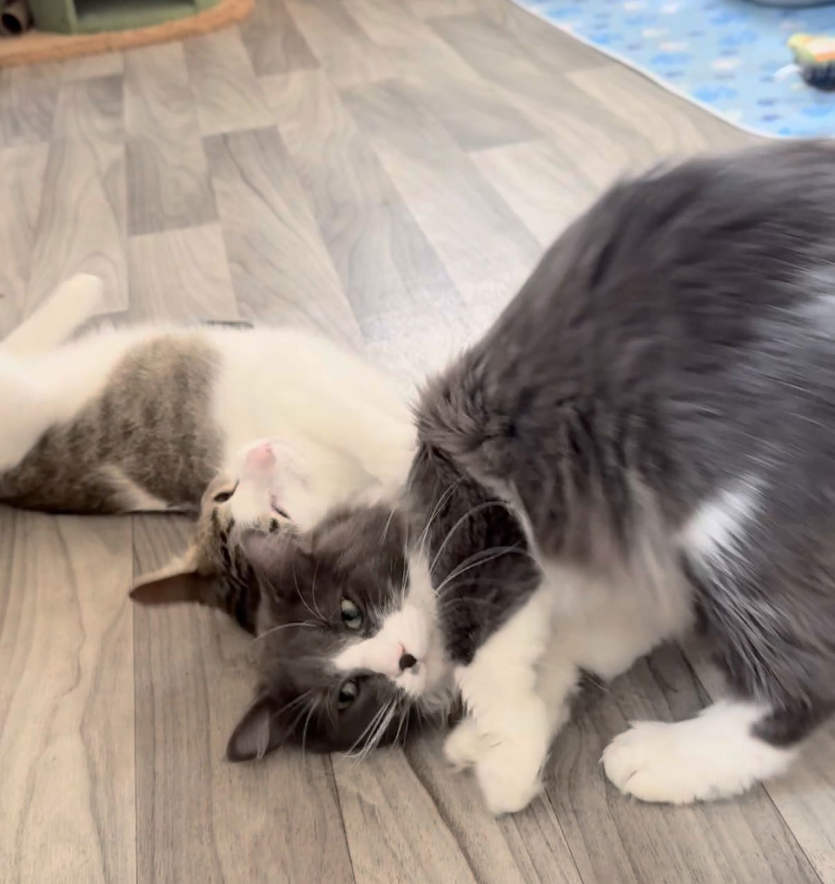 Bubba Duke, an adoptable Domestic Short Hair in Fort Collins, CO, 80524 | Photo Image 2